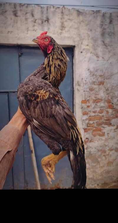 Aseel patha high quality