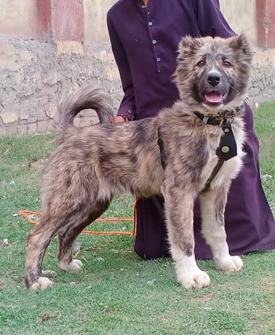 Kurdish kangal security dog 3 month male for sale