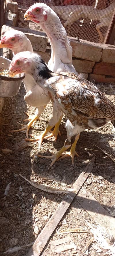 Japanese Pure O White Shamoo