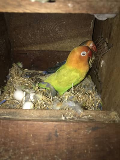 Love bird pair with eggs