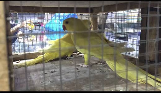 Yellow parrot Pair