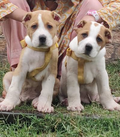 alabai security dog 2 month pair for sale