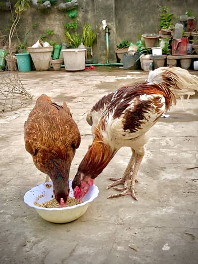 Aseel mianwali china male + Aseel mianwali female