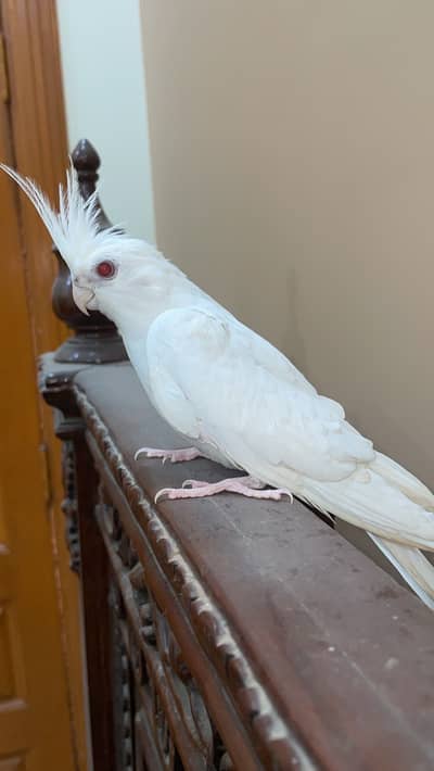 Breeder pair with eggs rate per piece hai