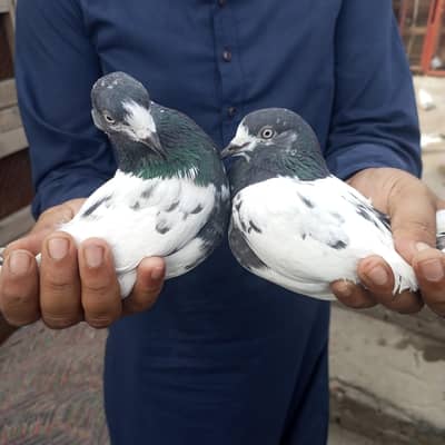 Breeder pair guaranteed quality