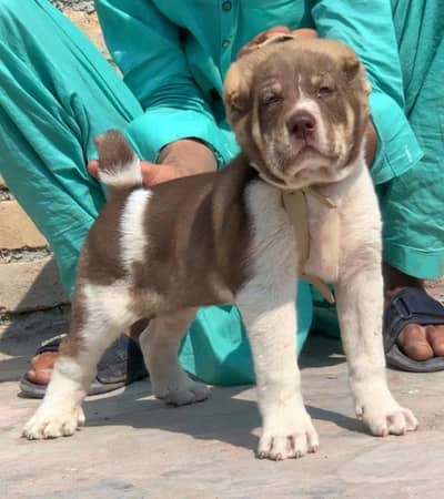 alabai security dog 2 month male for sale