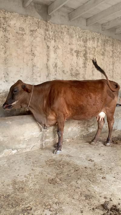 Pregnant Cow for Sale | 20 Liters Milk