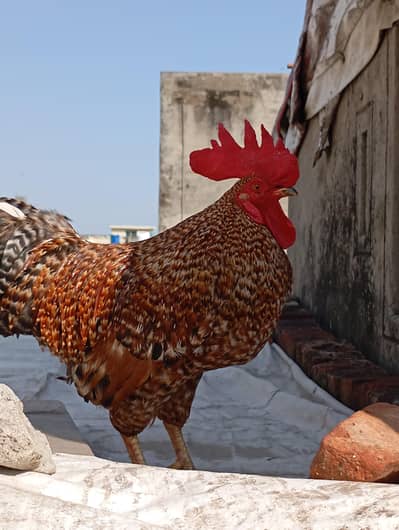 2 Desi and Misree Roosters for Sale!