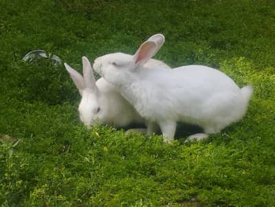 red eyes breeder pair rabbit