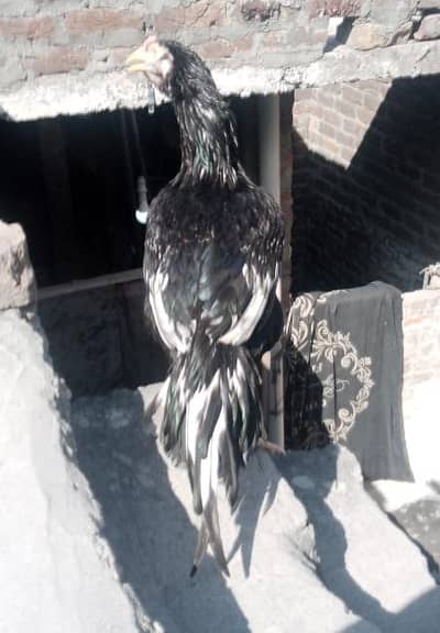 Top quality blood line Mushka Lasani patha