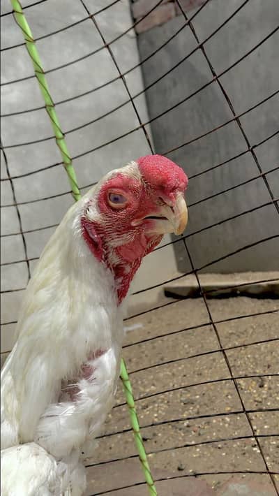 parrot beak chicks available for sale 03409272291 whatsapp