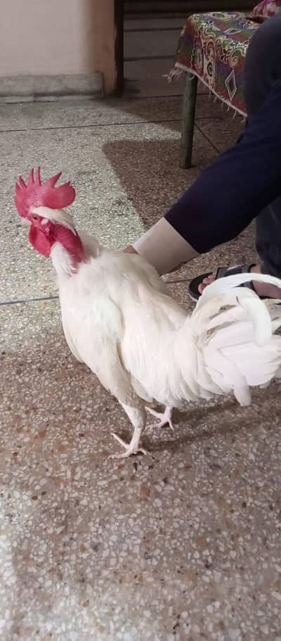 I am selling my hens