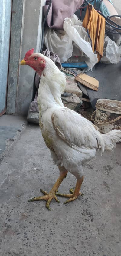 white aseel murga for sale 03493779161