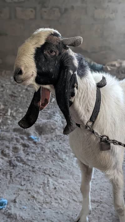 Urgent Sale Andu Bakra