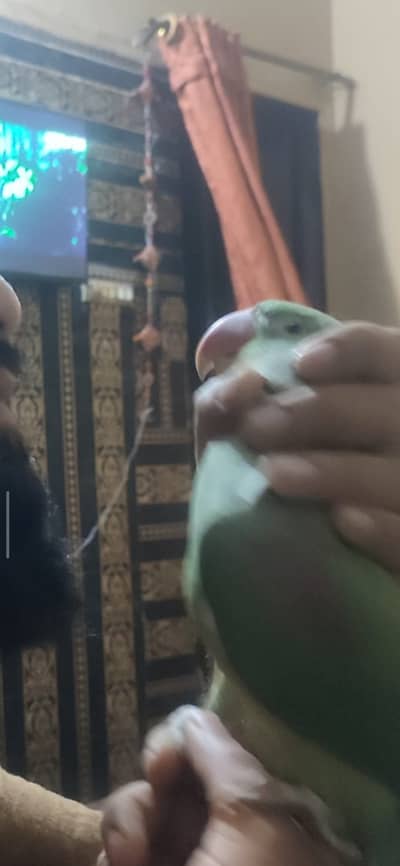 Raw parrot  for sale