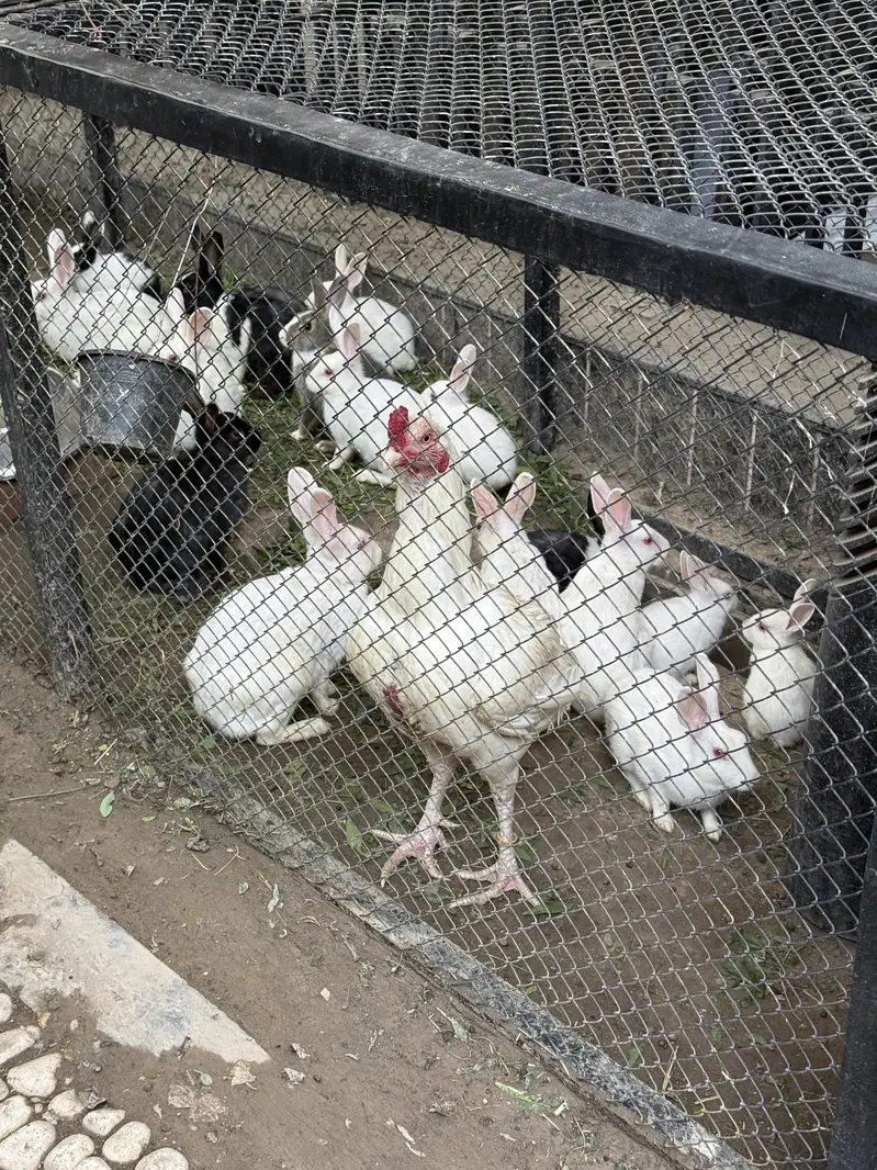 Rabbits