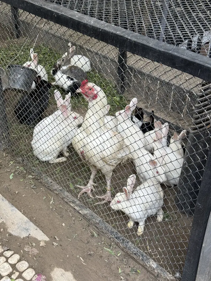Rabbits — photo 2