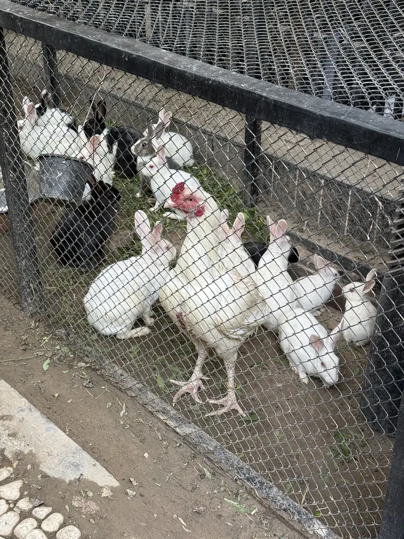 Rabbits — photo 3