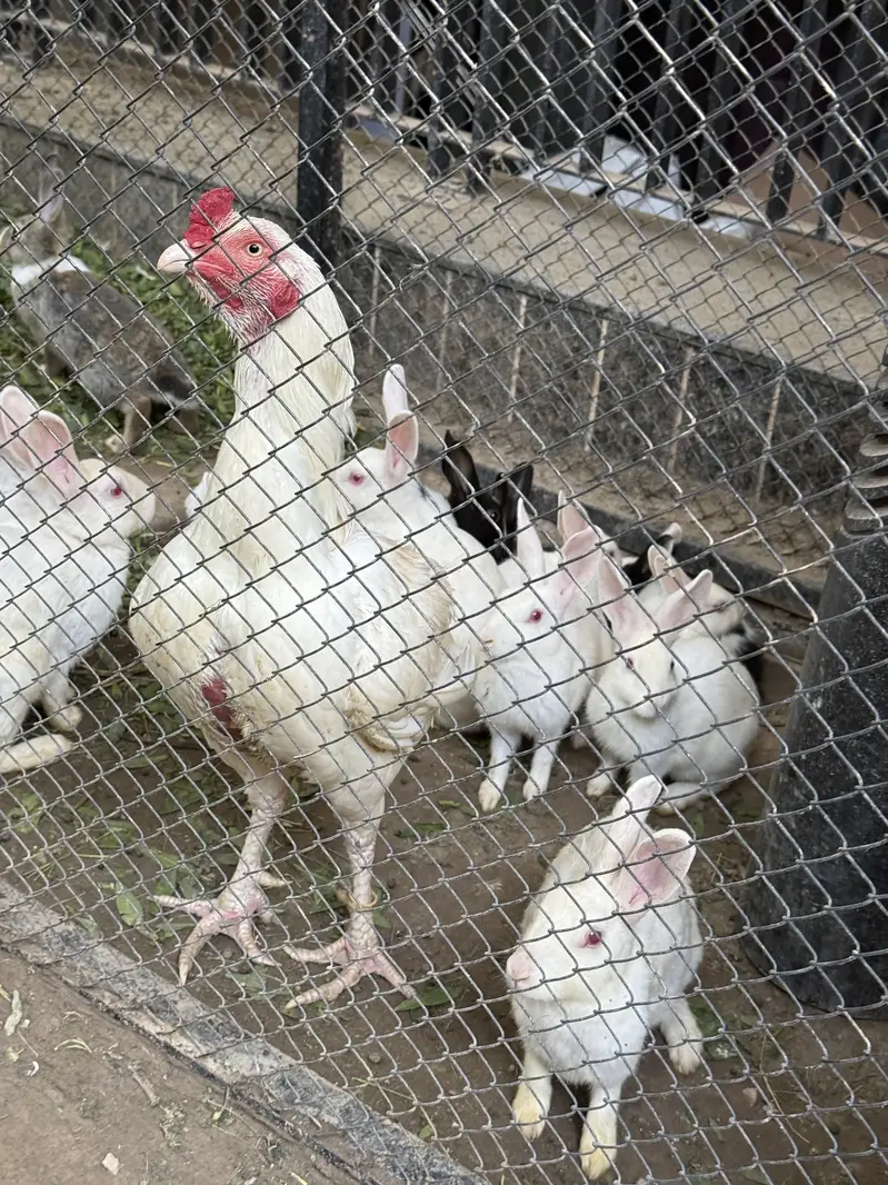 Rabbits — photo 4