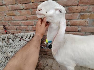 Beautiful Kajla 4 month