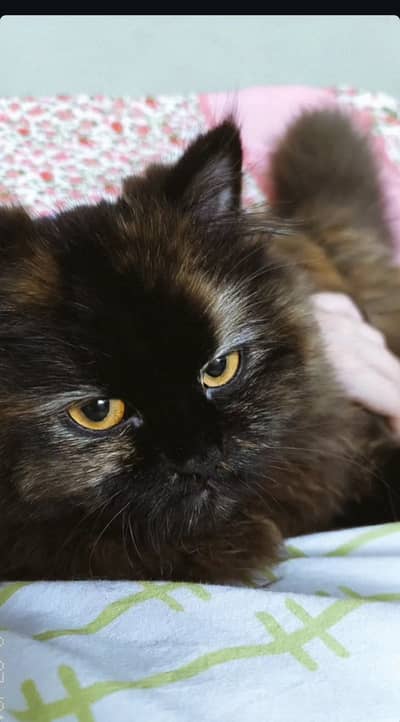 ​Title: Stunning Amber-Eyed Longhair Beauty Looking for a Forever Home