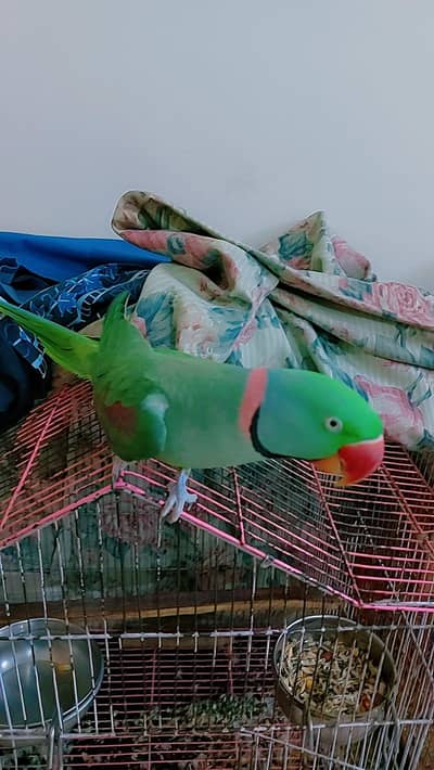 Raw Parrot (Trained)