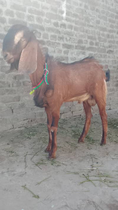 Qurbani goat male for sell