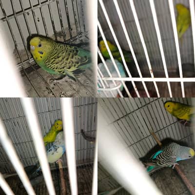 Whole Setup for sale 