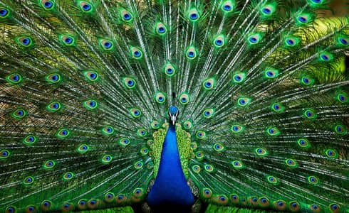 Indiana blue peacock male for sale