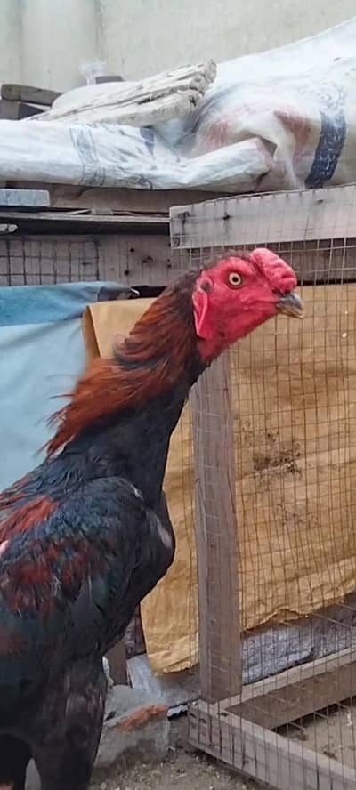 High Quality Thikra Aseel Murgha available. . .