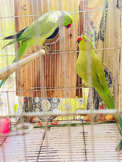 Ringneck Breeder Pair