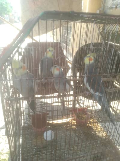 For pairs parrot