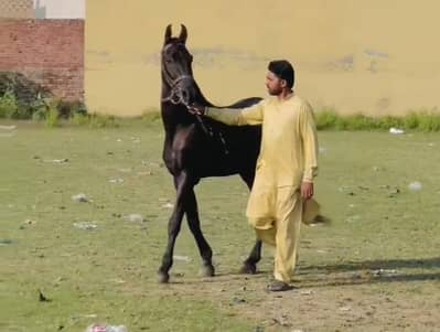 Mushka Ghora for Sale