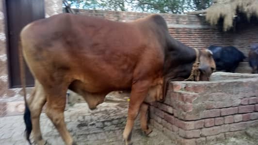 Sahiwal Buchra for Eid 2026