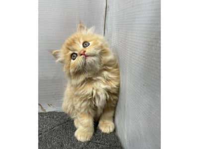cash on delivery available Persian Punch face triple coat cat Kitten
