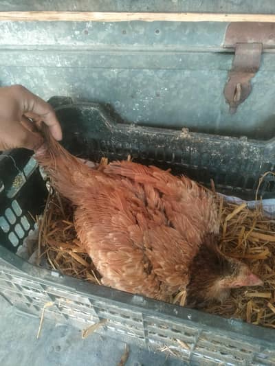 kurak hen kurak female kurak Madi