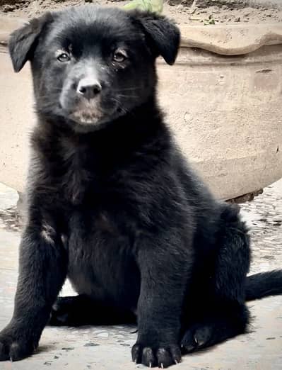 Black long-coated German Shepherd paor puppies are available for sale