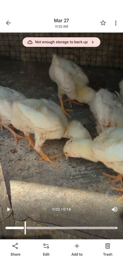 white king oh shamo egg and chicks available