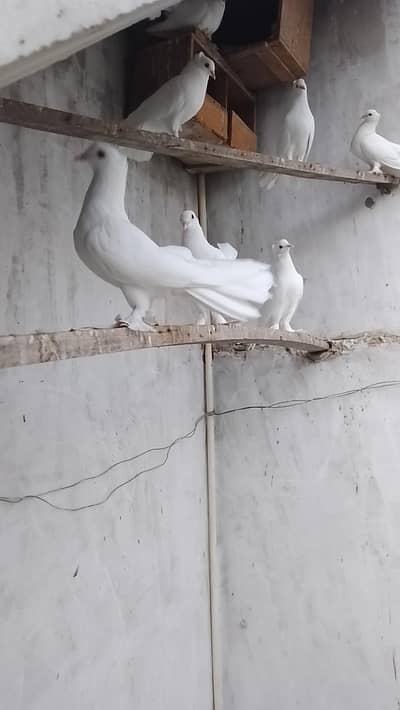laka pigeons