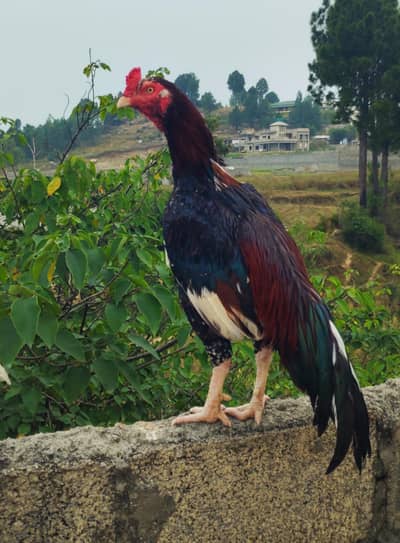 aseel lakha . home bread