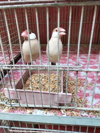 white Java Opal java selvar java Available