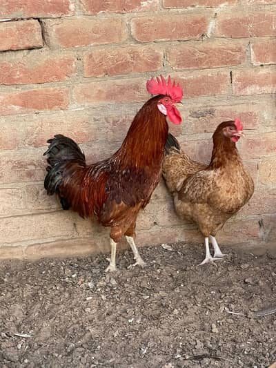 Eggs Da re ha ghr ha just bahi chahiya kar ka