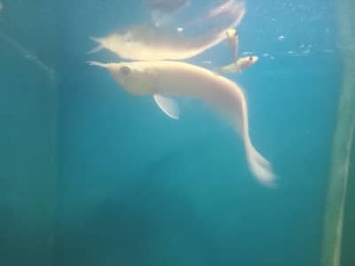 Albino arowana