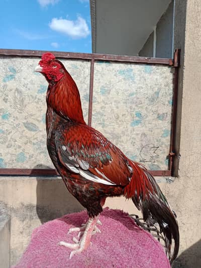 lakha chitpara 2900 Gram