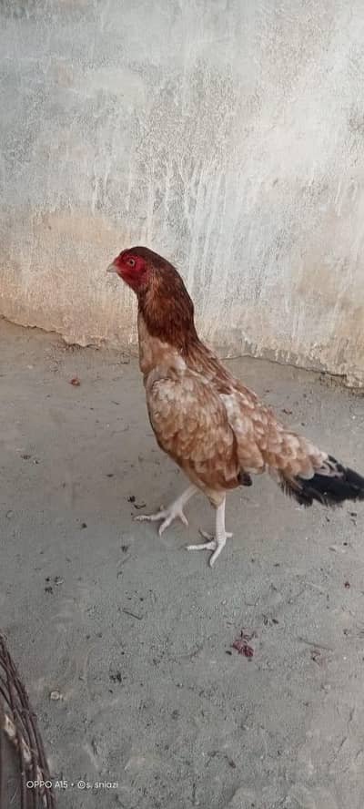 Eggs  ki  % guarantee hai InshaAllah