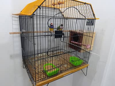 Goldian Finch 1 pair