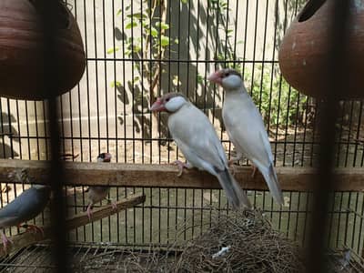 Pair of Java Finches || Foam and Black