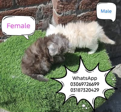 Pure Persian Extrem punch face CFA peki bloodline triple coted kitten