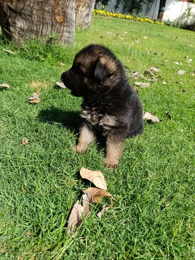 German Shepherd Puppies( Male )