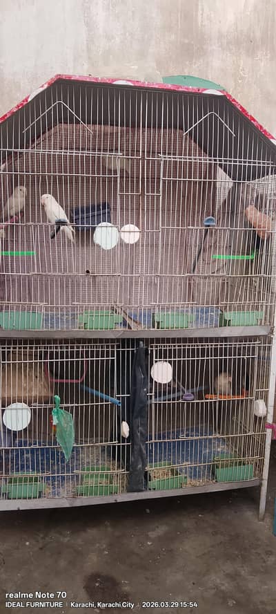 love birds 14 pair plus kids